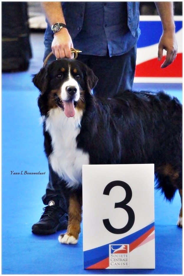 Des Pavois De La Moure - Championnat de France Villepinte 2019 du 02 Juin. 